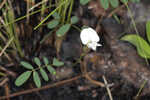 Florida hoarypea